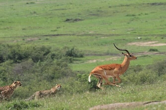2 Days Safari Of Masai Mara