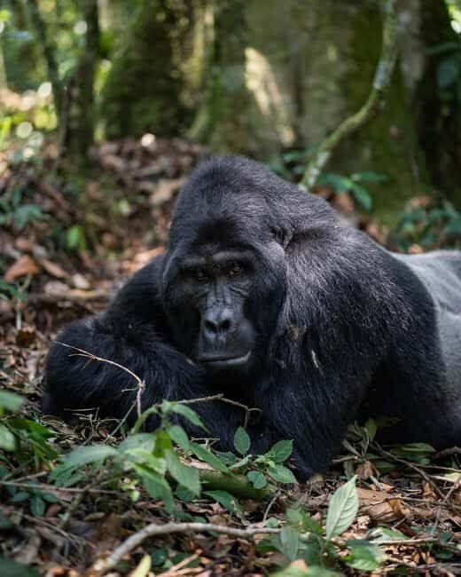 4 Day Gorillas And Golden Monkeys Safari Rwanda To