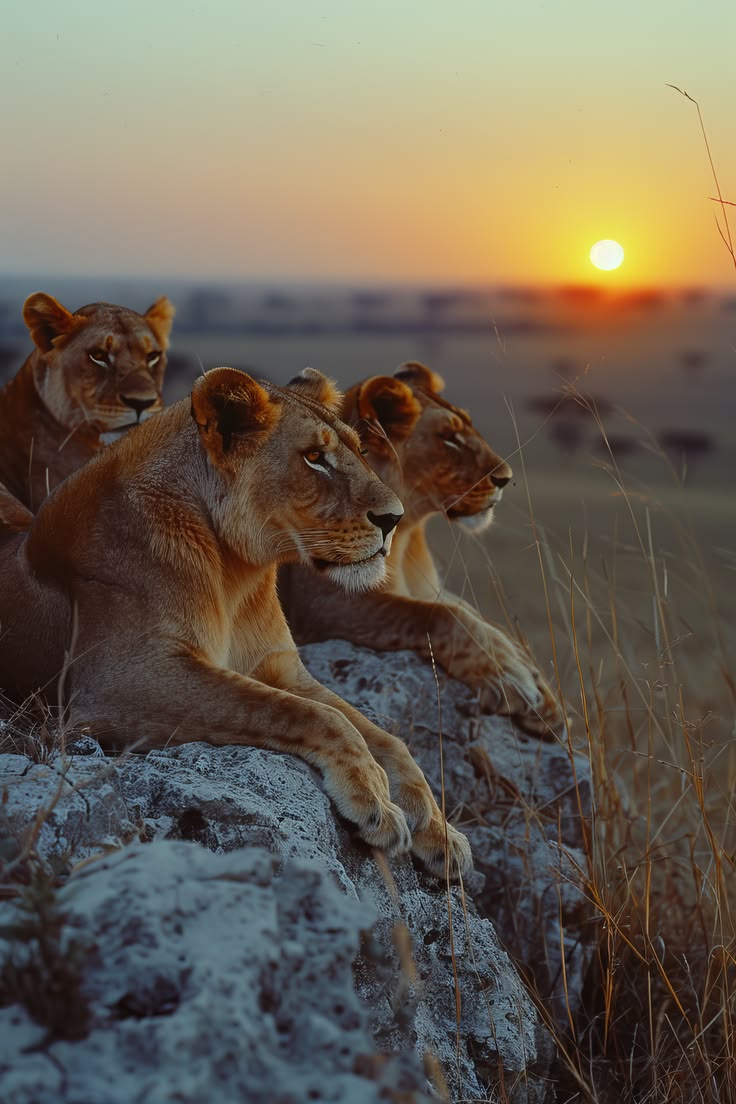 Animals In Maasai Mara