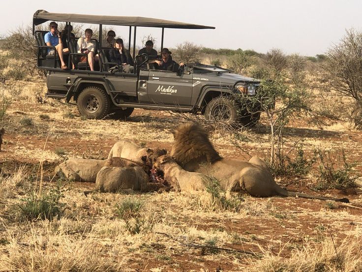 Best Cape Town Tour Companies