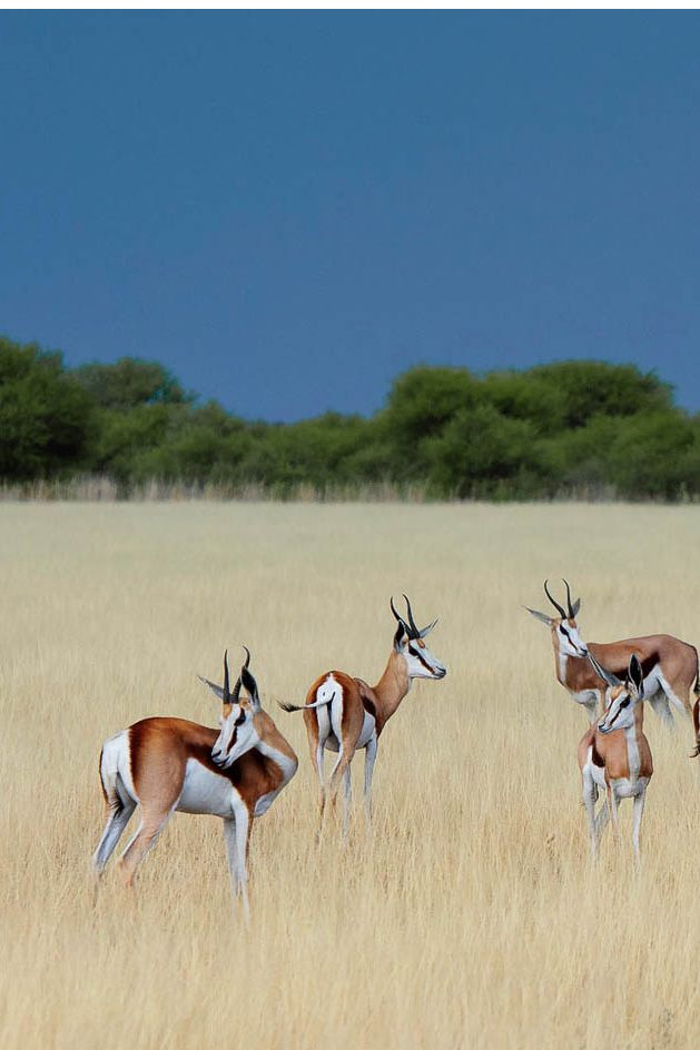 Botswana Safari Trips & Tours   Timbuktu Travel