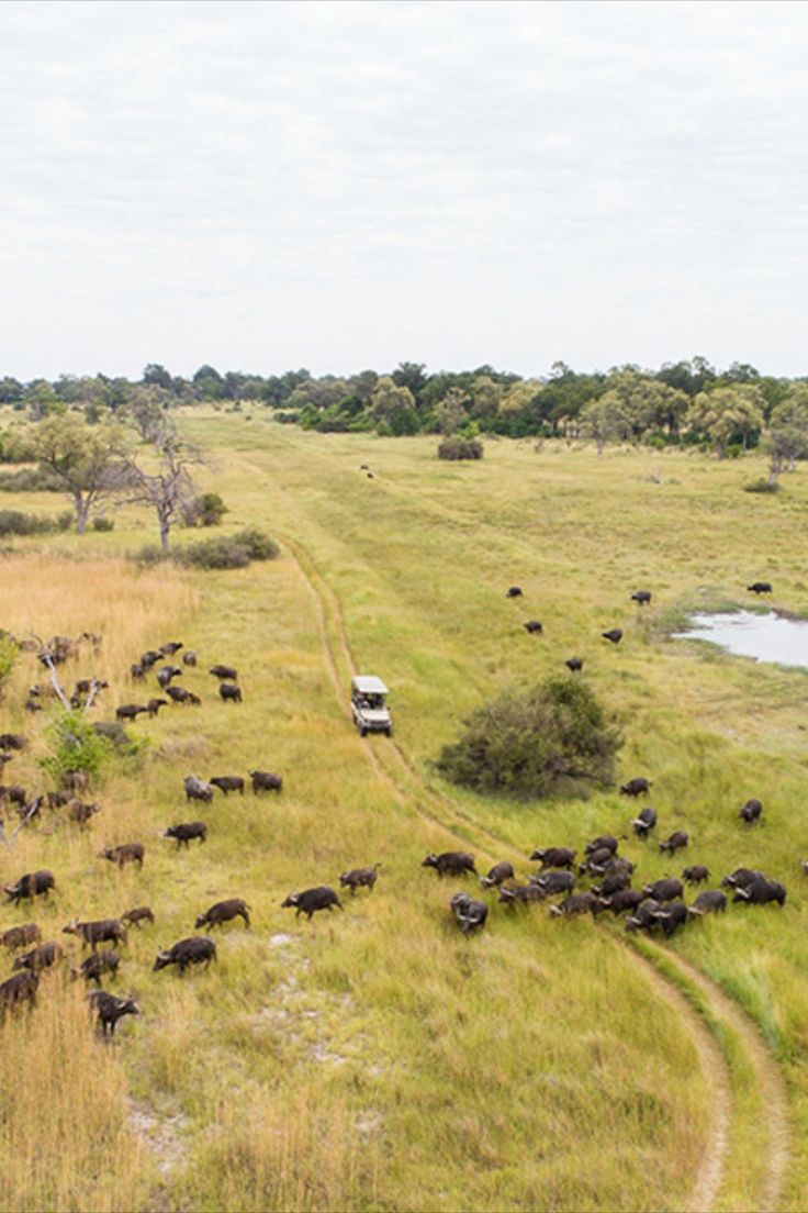 Botswana Safaris  Genuine Luxury Tours With A Local Expert