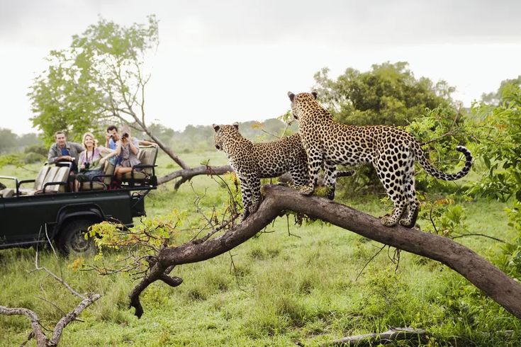 Kruger National Park, South Africa  The Complete Guide