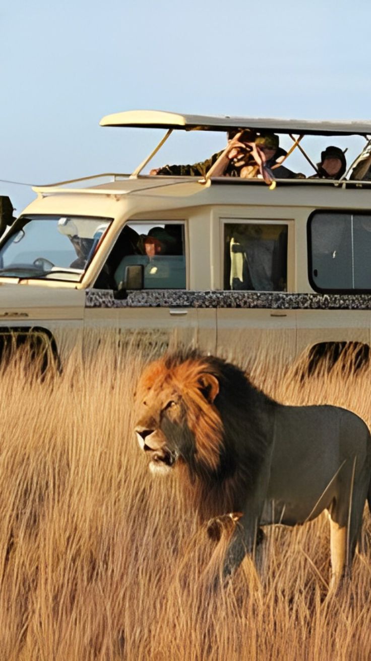 Maasai Mara  No #1 Wildlife Wonderland In Kenya