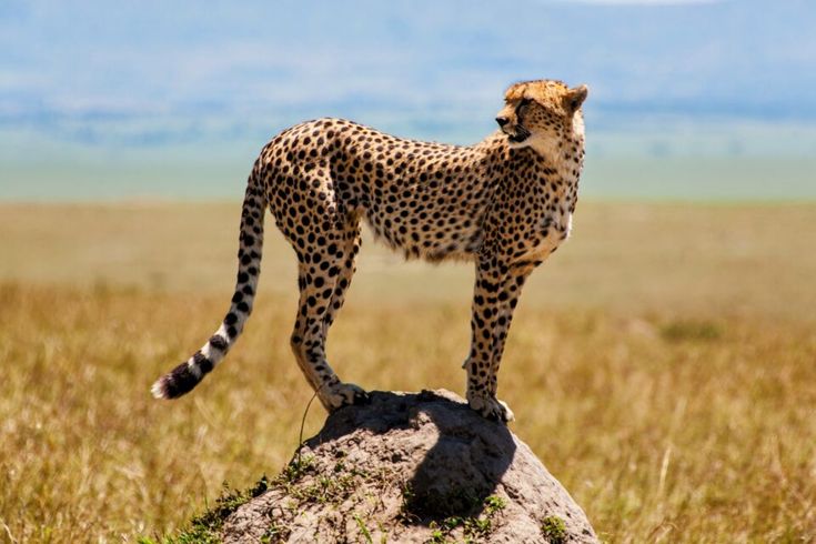 Maputo  A New National Park In Mozambique