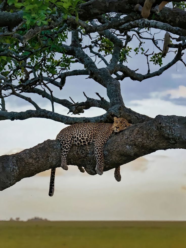Masai Mara, Kenya