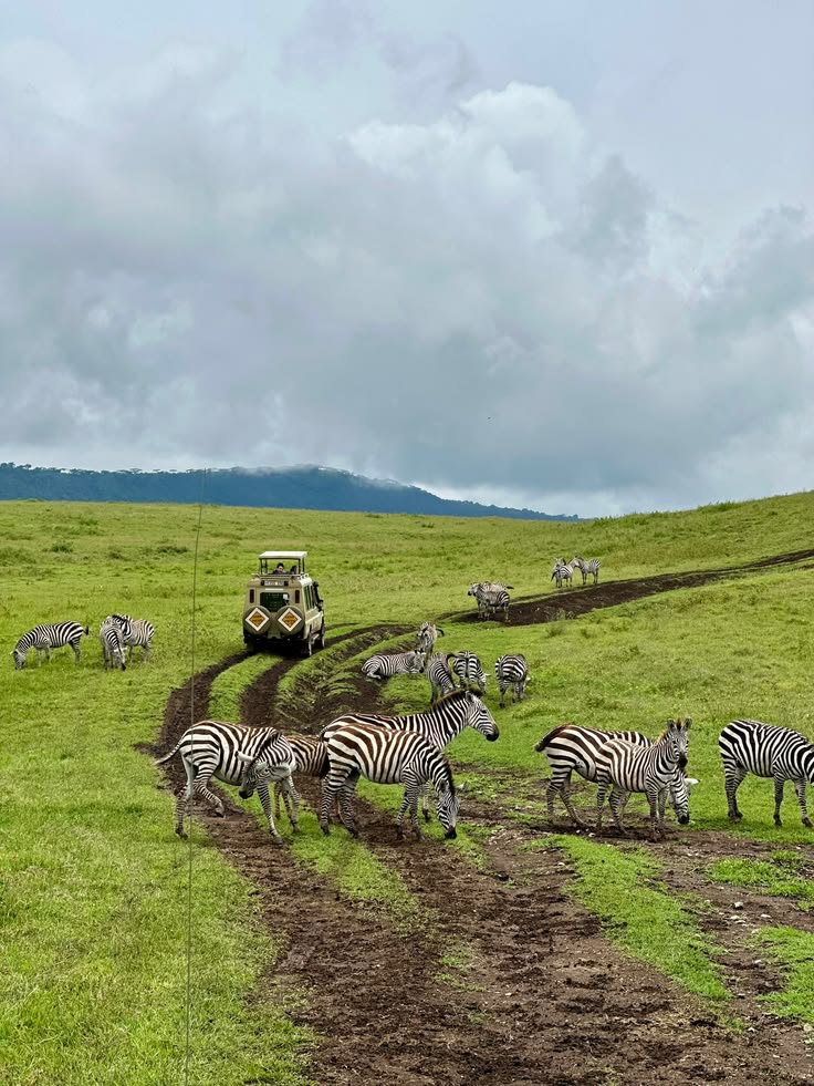 Tanzania   Ngorongoro 🇹🇿
