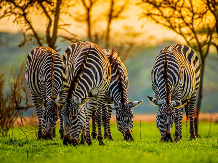 The Ultimate Beauty Of Uganda Safaris And Tours