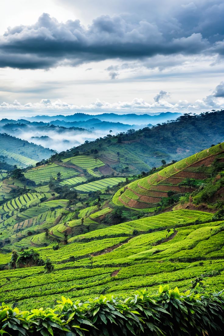 Uganda Coffee 026 Trend   Uganda Coffee Plantations  Must See Travel Trend026