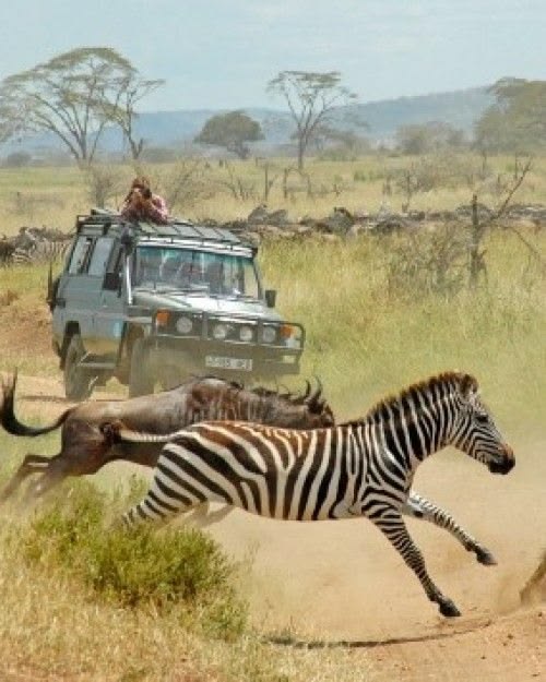 African Savannah Awakening 97