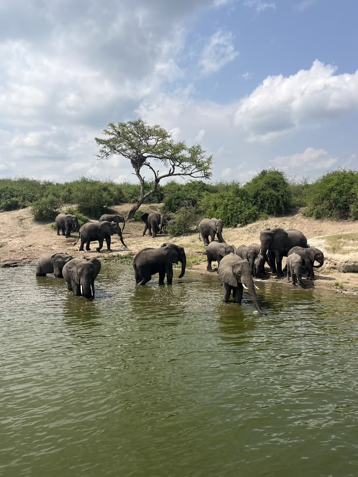 Elephants In Uganda