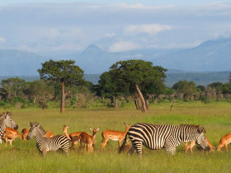 #MikumiNationalPark Is A Very Special Place; Each…