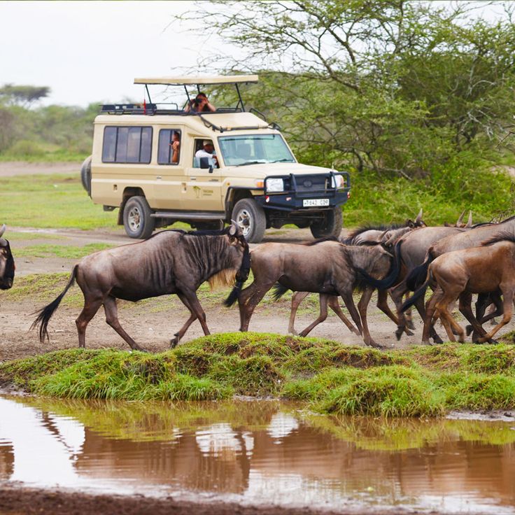 🌍 5 Day Serengeti Migration Safari – From $1,990 Pp