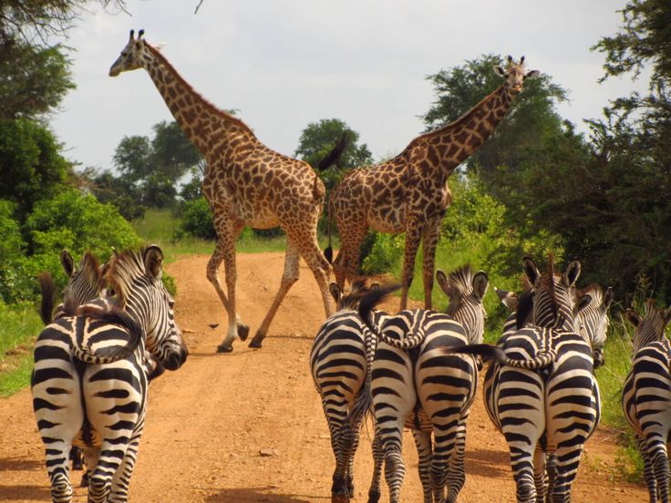Mikumi National Park   Safari Guide