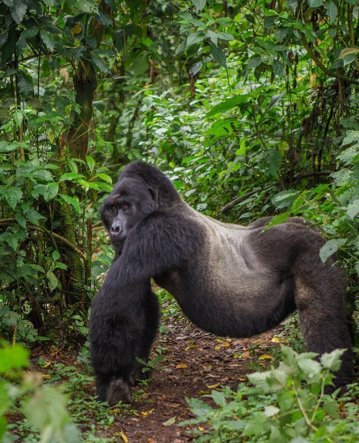My Trip To Uganda & Rwanda   Southern Destinations