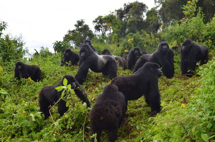 Misty Forests & Mountain Gorillas  Rwanda's Ultimate Adventure Trek