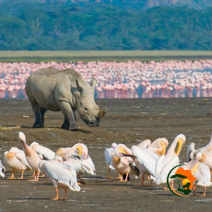Amboseli to Lake Nakuru