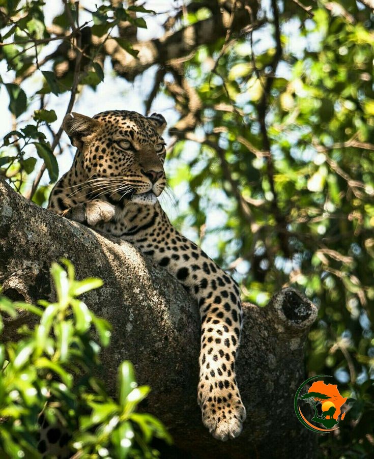 Maasai Mara : The Wild at its Best