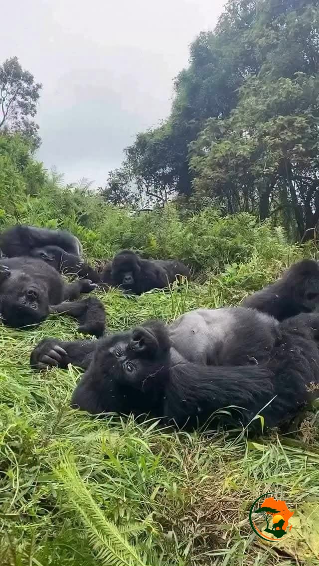Gorilla Trekking in Volcanoes National Park