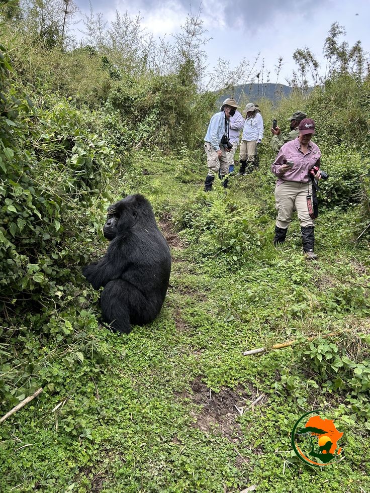 Volcanoes National Park and Cultural Experience