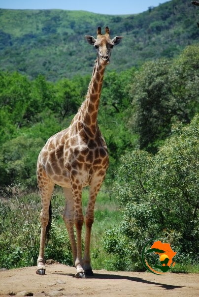 A Full Day in the Maasai Mara