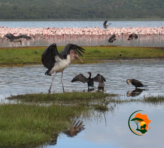 Lake Nakuru – Lake Naivasha (Rift Valley Experience)