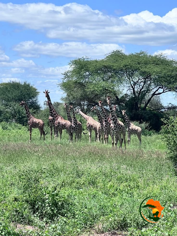 Full-Day Maasai Mara Game Drive