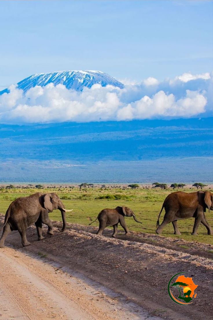 Full-Day Amboseli Game Drive