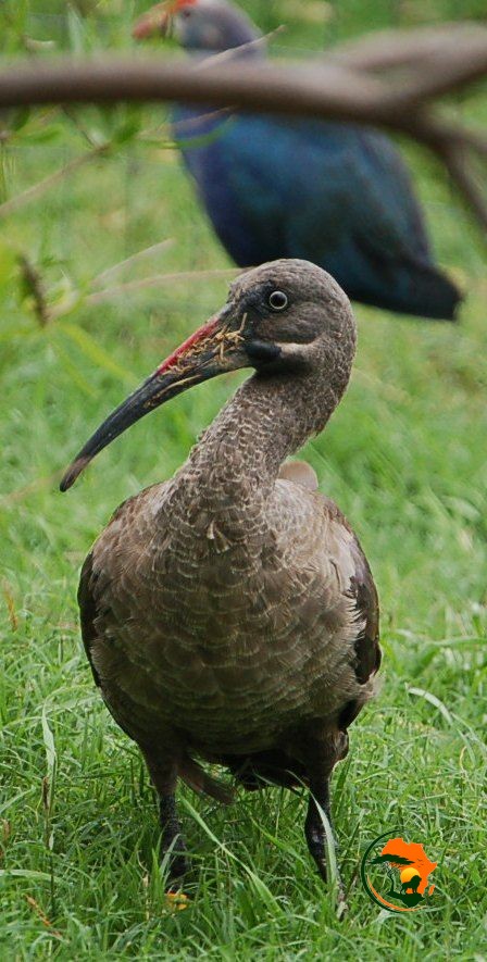 Nairobi —Lake Naivasha Birding Experience