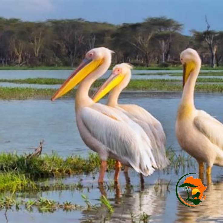 Lake Nakuru National Park – Rift Valley Birding Paradise