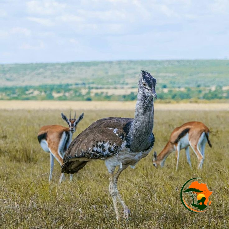 Lake Nakuru – Maasai Mara National Reserve