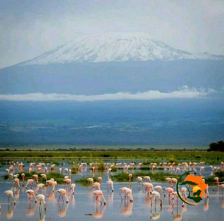 Full-Day Amboseli Birding Experience – Return to Nairobi