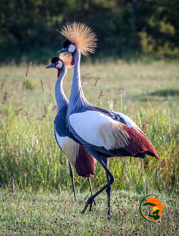 Full-Day Maasai Mara Birding & Wildlife Experience