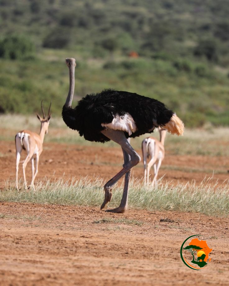 Nairobi – Arrival into Samburu Wilderness Experience