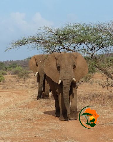 Immersive Full-Day Samburu Wildlife Experience