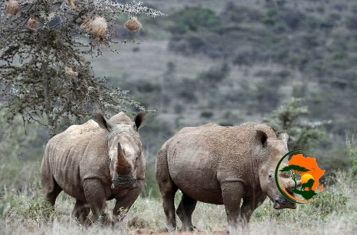 Samburu – Transition to Ol Pejeta Conservation Experience