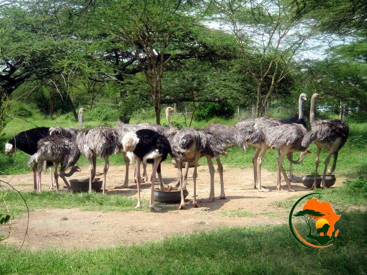 Deep Conservation & Wildlife Experience at Ol Pejeta