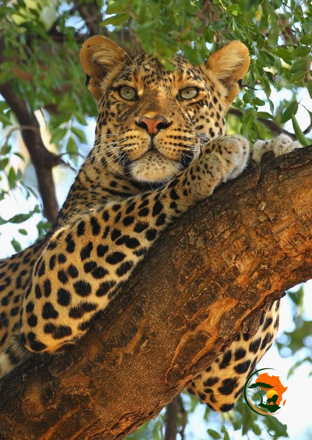 Nairobi – Maasai Mara National Reserve