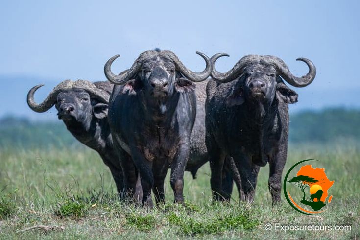 Full-Day Maasai Mara Game Drive