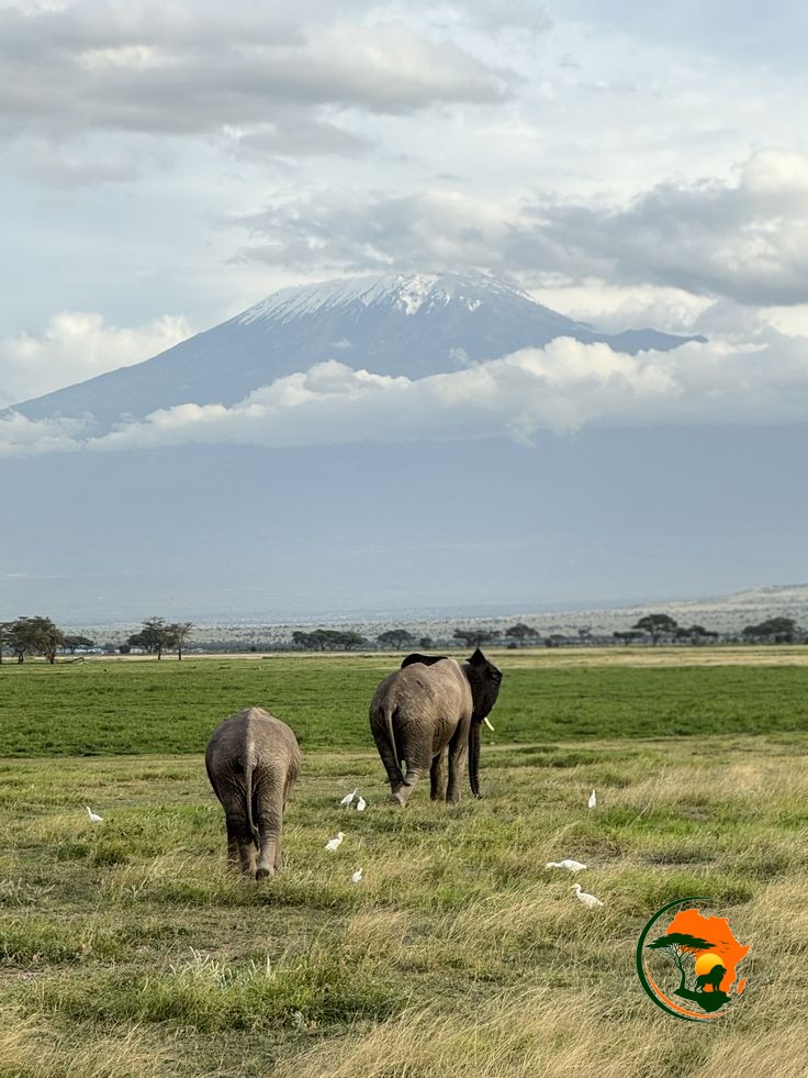 Maasai Mara – Amboseli National Park