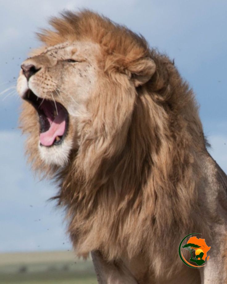 Full-Day Amboseli Game Drive