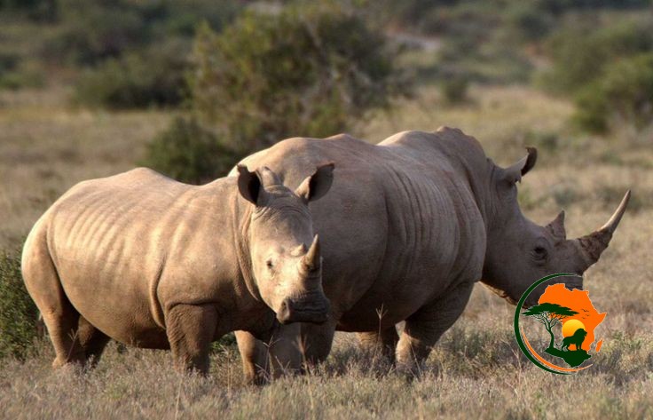 Sunrise Game Drive – Amboseli – Nairobi