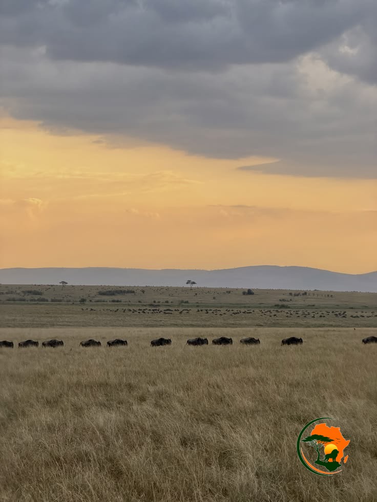 Full-Day Amboseli Game Drive