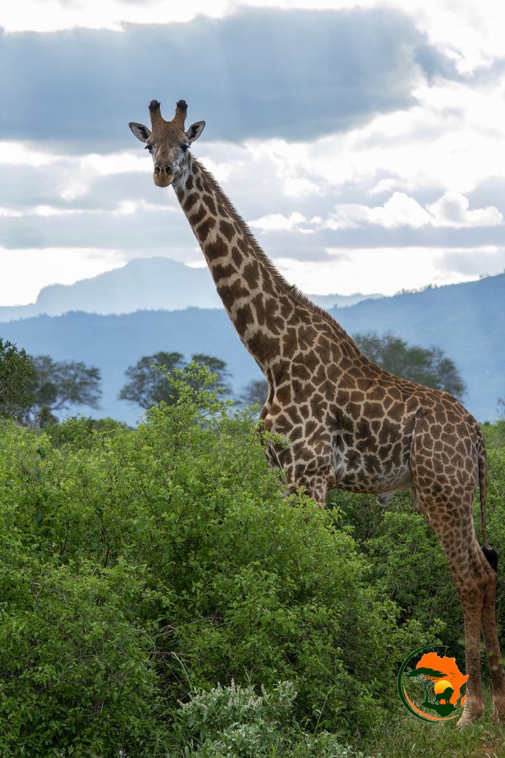 Tsavo East – Nairobi / Coastal Beach Drop-Off