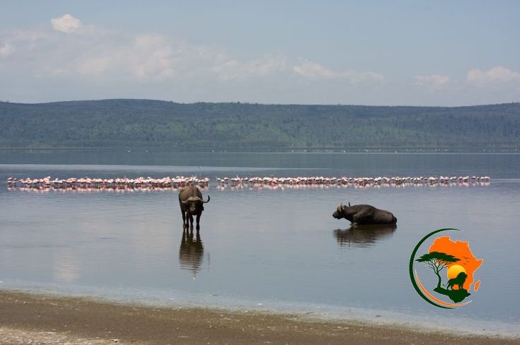 Maasai Mara – Lake Nakuru National Park
