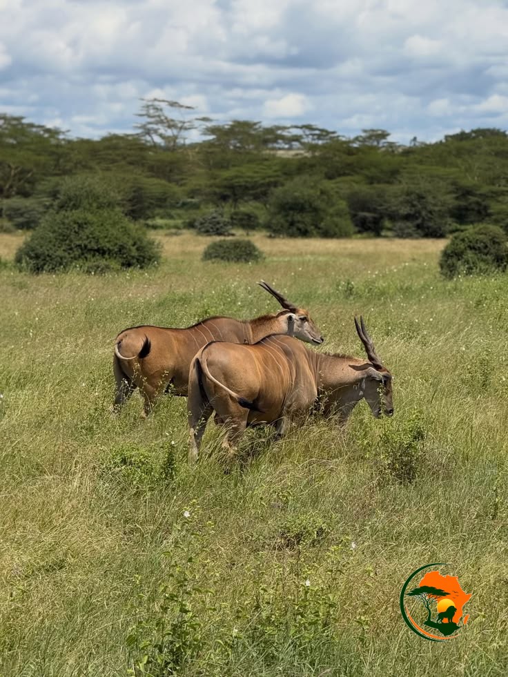 Nairobi – Samburu National Reserve