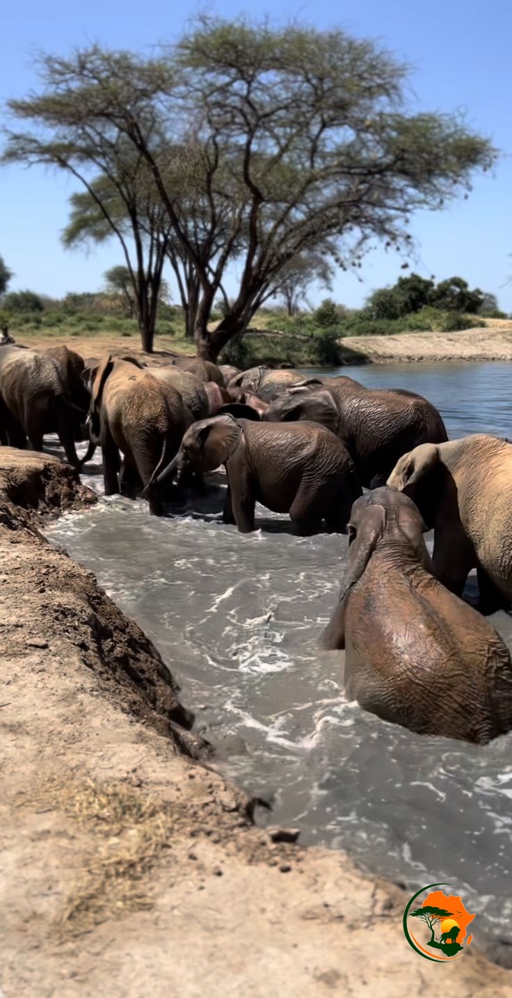 Full-Day Samburu Safari Experience