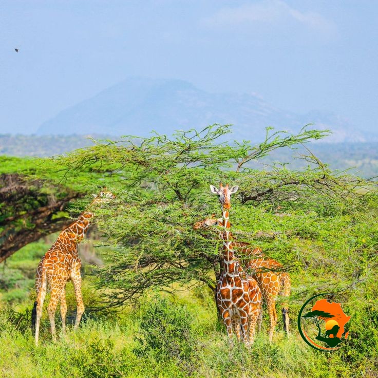 Sunrise Game Drive – Samburu – Nairobi