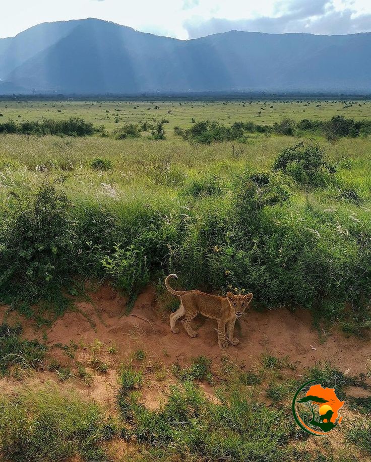 Morning Game Viewing – Return to Nairobi/Mombasa