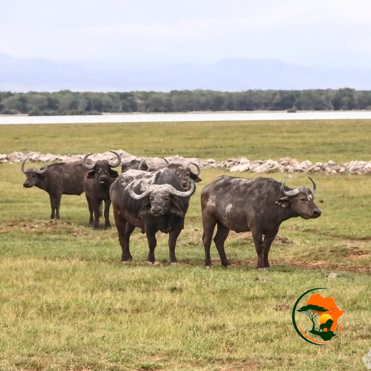 Full-Day Amboseli Game Drive Experience